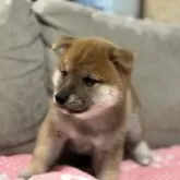 柴犬(標準サイズ)