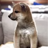 柴犬(標準サイズ)【三重県・男の子・2025年6月13日・赤色】の写真3