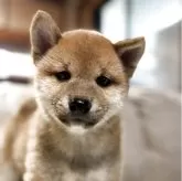 柴犬(標準サイズ)【三重県・男の子・2025年6月13日・赤色】の写真4