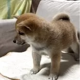 柴犬(標準サイズ)【三重県・男の子・2025年6月13日・赤色】の写真5