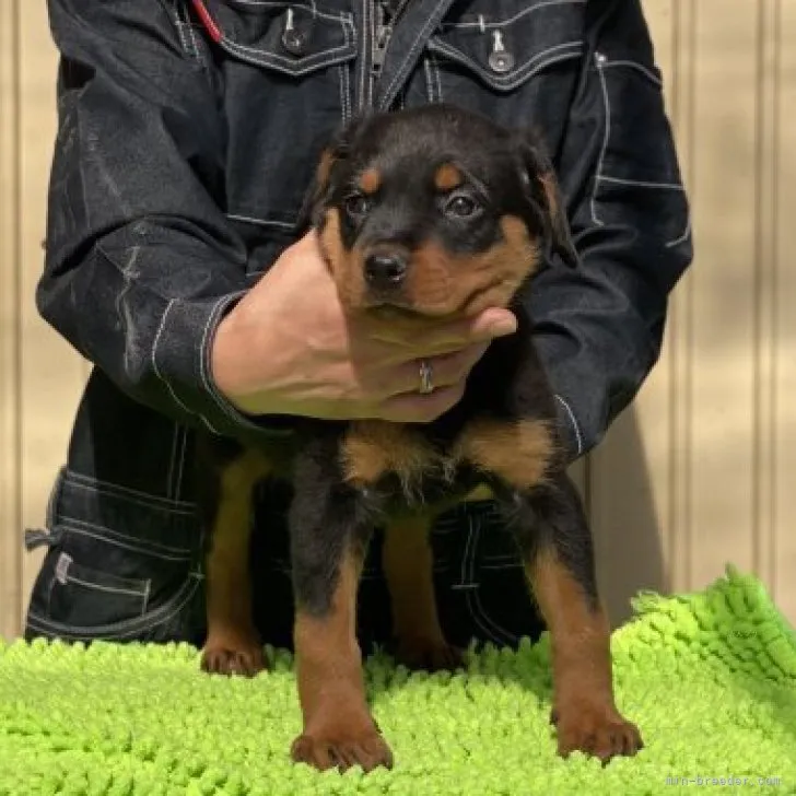 ID:2310-06538の子犬