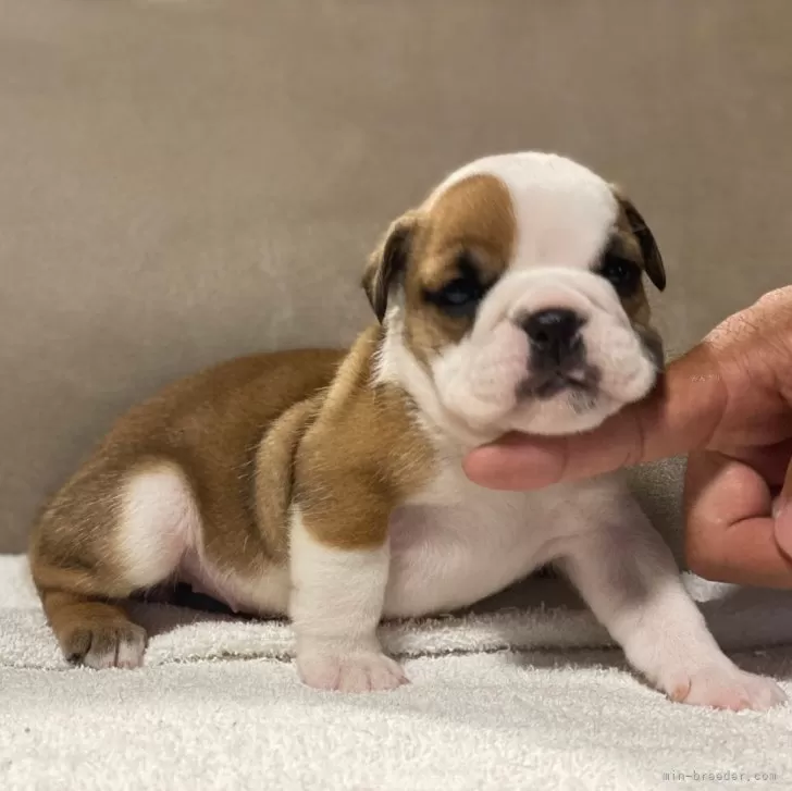 ID：2407-01585の子犬