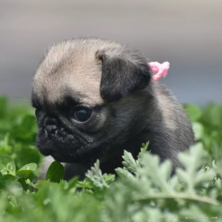 ID：2403-07029の子犬