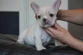 フレンチブルドッグ【三重県・男の子・2022年5月24日・クリーム】の写真3