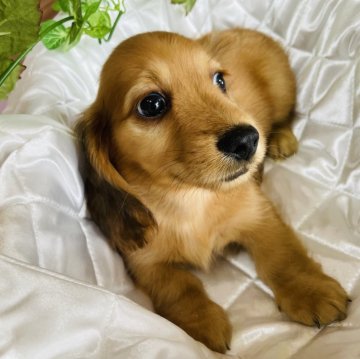 ミニチュアダックスフンド(ロング)【福岡県・男の子・2024年5月18日・レッド】の写真「おっとりくん」