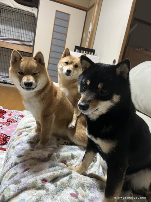 うちの看板犬の黒豆柴の豆助、胡麻豆柴のアヤカ、赤豆柴の力です🐕🐕🐕｜吉田　輝久(よしだ　てるひさ)ブリーダー(岡山県・柴犬・KC japan登録)の紹介写真6