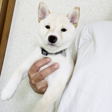 柴犬(豆柴)【岡山県・男の子・2025年5月18日・白】の写真「クールな顔立ちで賢い男の子
見学お待ちしてます🙇」