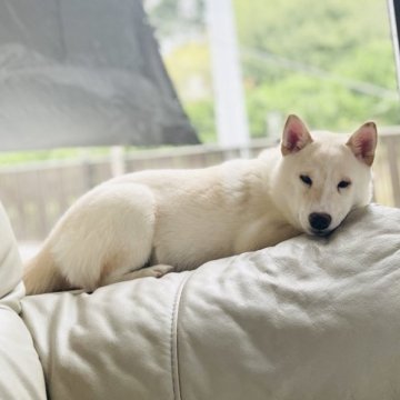 柴犬(豆柴)【岡山県・男の子・2025年5月18日・白】の写真「クールな顔立ちで賢い男の子
見学お待ちしてます🙇」