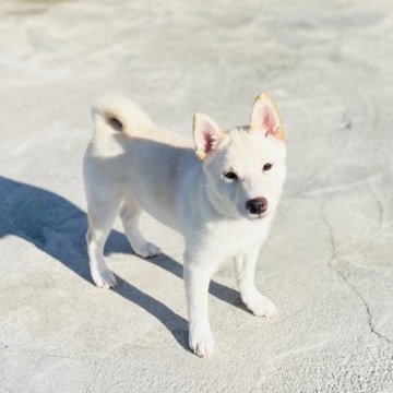 柴犬(豆柴)【岡山県・男の子・2025年5月18日・白】の写真「クールな顔立ちで賢い男の子
見学お待ちしてます🙇」