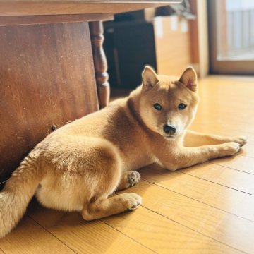 柴犬(豆柴)【岡山県・男の子・2025年5月27日・赤】の写真「三兄弟の中で1番フレンドリーな男の子です🐶」