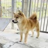 豆柴