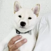 豆柴