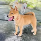 豆柴