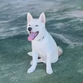 豆柴