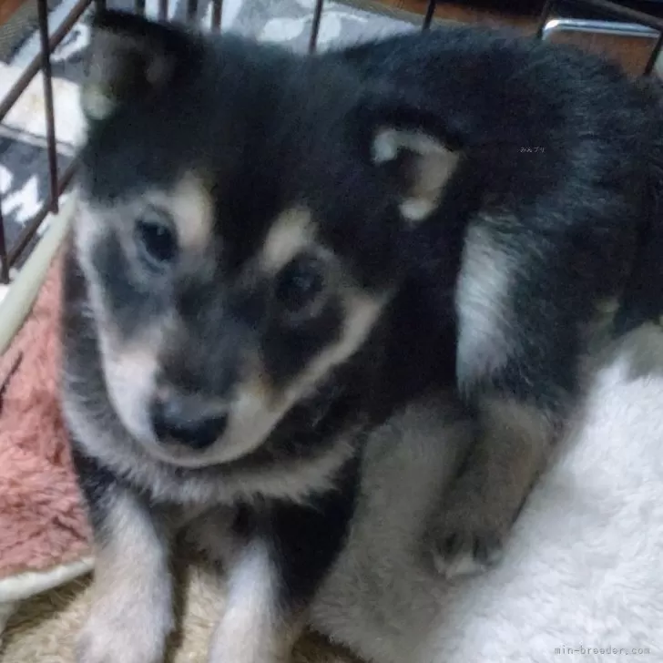 S. 様のお迎えした子犬