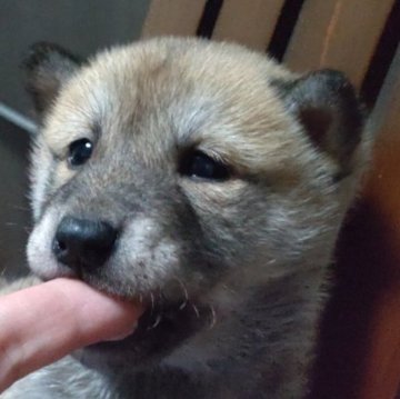 柴犬(標準サイズ)【秋田県・女の子・2025年1月10日・赤】の写真「狼顔のかっこいい柴犬です。」