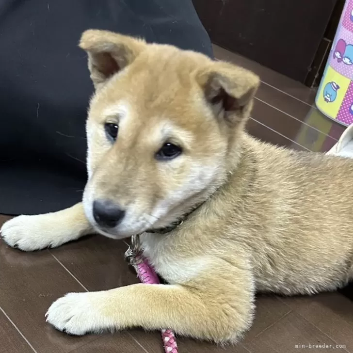 T.S 様のお迎えした子犬