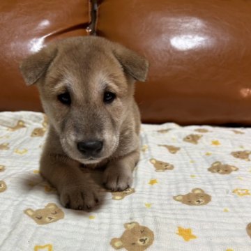 柴犬(標準サイズ)【秋田県・男の子・2024年7月18日・赤】の写真「オオカミ顔と言われるカッコいい柴犬の子犬です」