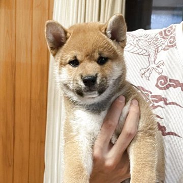 柴犬(標準サイズ)【滋賀県・男の子・2025年9月2日・赤】の写真「しっかりとご飯も食べてよく寝て元気に遊んでます。」
