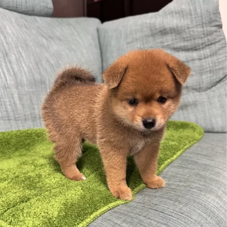 柴犬(標準サイズ)【岡山県・女の子・2025年7月7日・赤】の写真1「こんなにかわいい子はなかなかいないですよ」