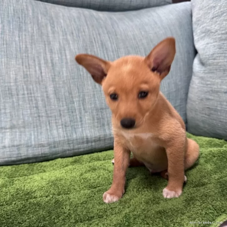 ID：2505-00148の子犬
