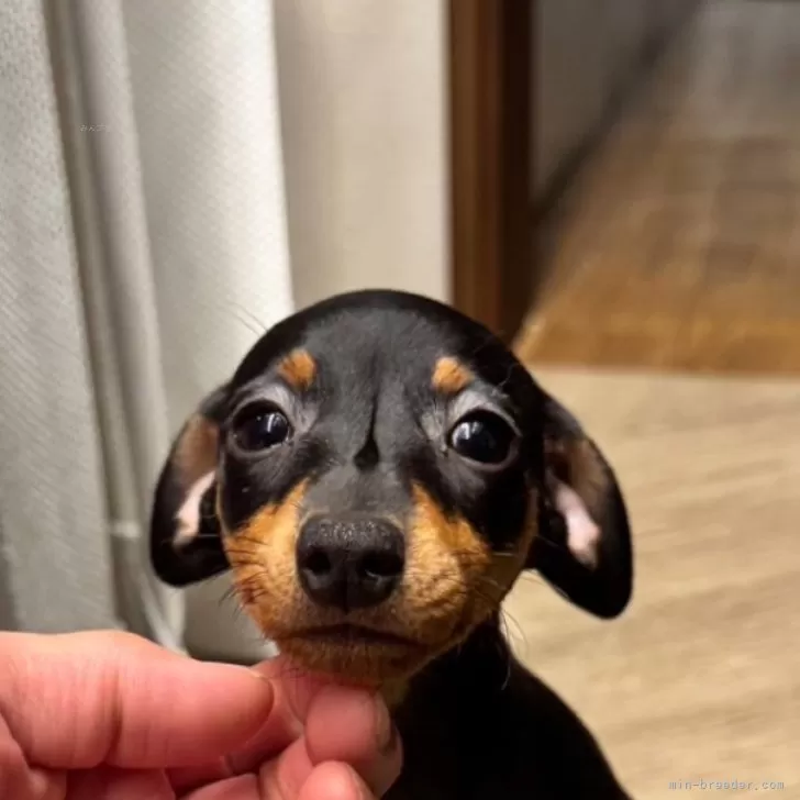 ID：2509-03856の子犬