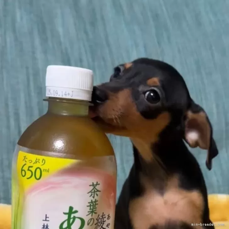 ID:2508-04579の子犬
