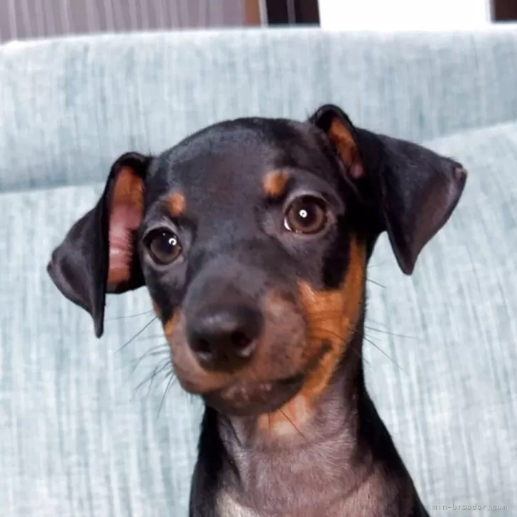 S.O 様のお迎えした子犬