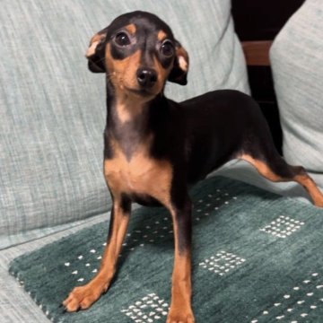 ミニチュアピンシャー【岡山県・女の子・2025年7月12日・ブラックタン】の写真「小さいミニピンしゅなちゃんママの四女ちゃん」