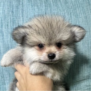 ポメラニアン【岡山県・男の子・2025年7月19日・ウルフセーブル】の写真「チャンピオン家系のふあもこのセレブ男子」