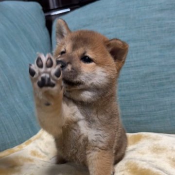 柴犬(標準サイズ)【岡山県・男の子・2025年10月19日・赤】の写真「パパは賞歴多数のチャンピオンワンちゃん、次男だよ」
