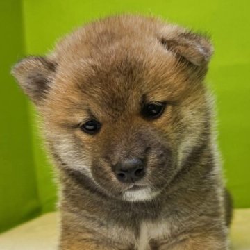 柴犬(標準サイズ)【岡山県・男の子・2025年10月19日・赤】の写真「パパは賞歴多数のチャンピオンワンちゃん、三男」