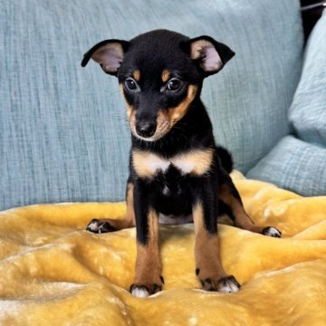 ミックス(ミニチュアピンシャー×柴犬)【岡山県・女の子・2025年4月6日・ブラックタン】の写真「白い靴下が素敵な長女ちゃん　6月2日からお渡し可能」