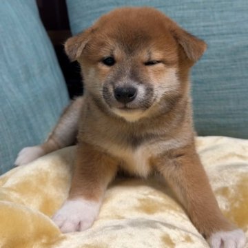 柴犬(標準サイズ)【岡山県・男の子・2025年10月19日・赤】の写真「パパは賞歴多数のチャンピオンワンちゃん、次男くん」