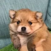 ポメラニアン