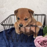 ミックス(ミニチュアピンシャー×柴犬)