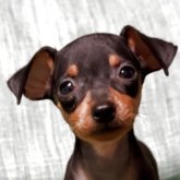 ミニチュアピンシャー