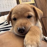 ミックス(ミニチュアピンシャー×柴犬)