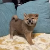 柴犬(標準サイズ)