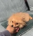 ポメラニアン【岡山県・女の子・2025年7月24日・オレンジ】の写真7