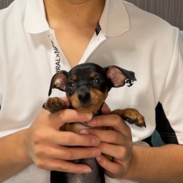 ミニチュアピンシャー【岡山県・女の子・2024年6月7日・ブラックタン】の写真「夏休みセール中」