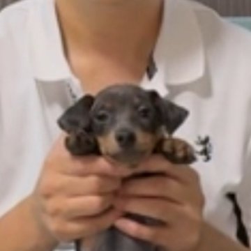ミニチュアピンシャー【岡山県・男の子・2024年6月7日・ブルータン】の写真「ブルータンです。最高に綺麗な毛色が自慢」