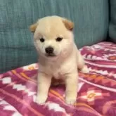 豆柴【岡山県・男の子・2024年9月8日・白】の写真1「写真はアップの為大きく見えますが、ほんと小さく、ふあふあなんですよ」