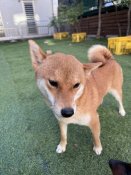 柴犬【・女の子・2023年7月7日・赤】「他のワンちゃんとめ仲良く遊べるフレンドリーな子ですよ」