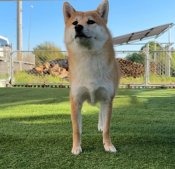 柴犬【・女の子・2023年7月15日・赤】