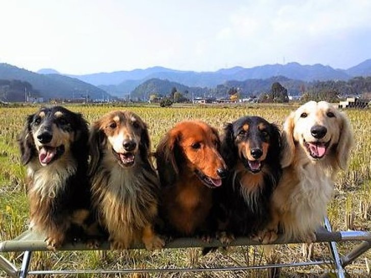 國武哲也ブリーダー