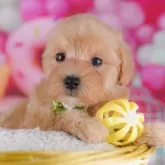 マルプー(マルチーズ×トイプードル)【千葉県・女の子・2025年10月7日・アプリコット】の写真10「ご家族みんなでご来店いただけます👪人数制限はありませんので皆さんでお越しください💖」