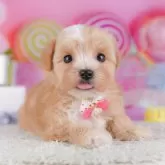 マルプー(マルチーズ×トイプードル)【千葉県・女の子・2025年10月7日・アプリコット】の写真12「とりあえずお気に入り登録しませんか？😊お気に入り登録の方限定クーポン配信中！🎊」
