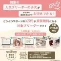 トイプードル(トイ)【千葉県・女の子・2025年10月22日・ブラック】の写真11「愛知＆広島限定🐶先着100名！どうぶつサポート料無料!!」