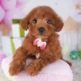 トイプードル(トイ)【千葉県・男の子・2025年9月25日・レッド】の写真13「一度の見学で兄妹ちゃんや他のわんちゃんなど複数頭の見学が可能です！🐶」